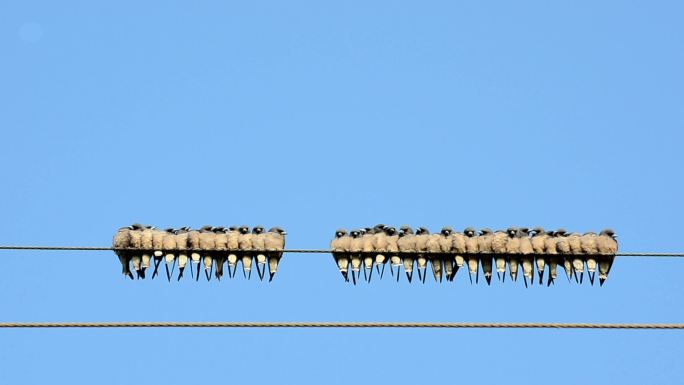 许多鸟儿飞向电线，抓住电线