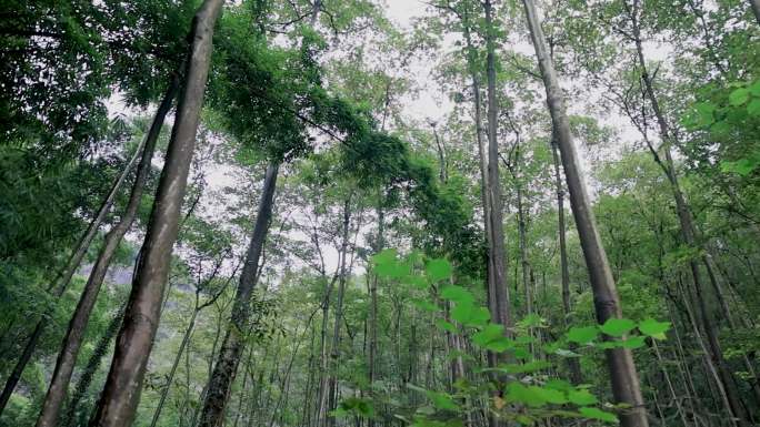 森林山路自然风光