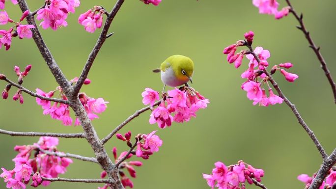 鸟儿在花中寻找和吮吸花蜜