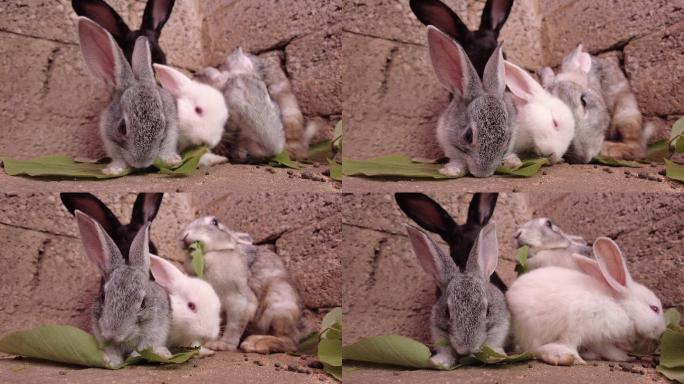 小灰兔 可爱的兔子