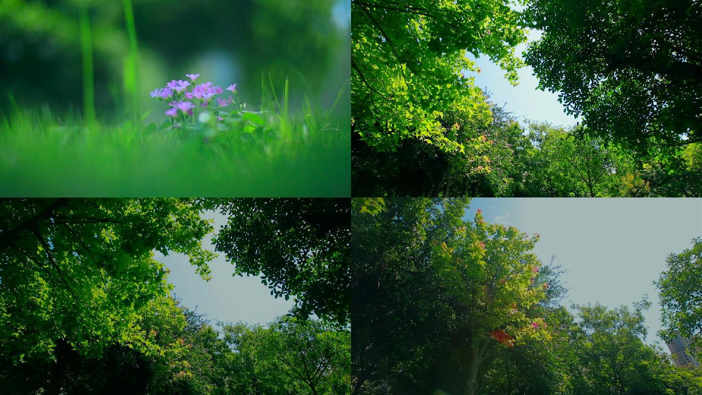 夏天花草树木的空镜素材