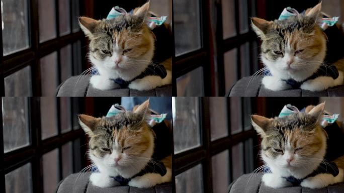 可爱的猫坐在猫咖啡馆的椅子上