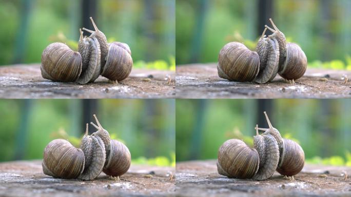 蜗牛爱视频4K