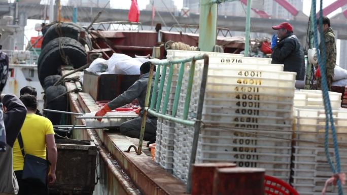 捕捞 捕捞鱼 渔民捞鱼 渔民上货 码头