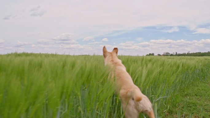 一只可爱的黄色拉布拉多猎犬在大麦中奔跑