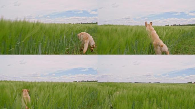一只可爱的黄色拉布拉多猎犬在大麦中奔跑