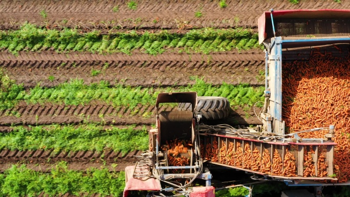 在农田收获胡萝卜产地基地种植产业现代化先