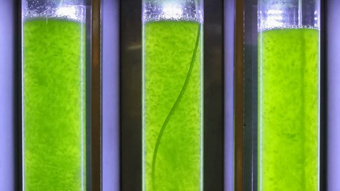 藻类燃料生物燃料工业中的光生物反应器