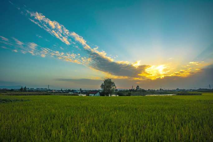 稻田夕阳延时 实拍