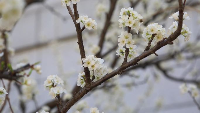 春天百花开