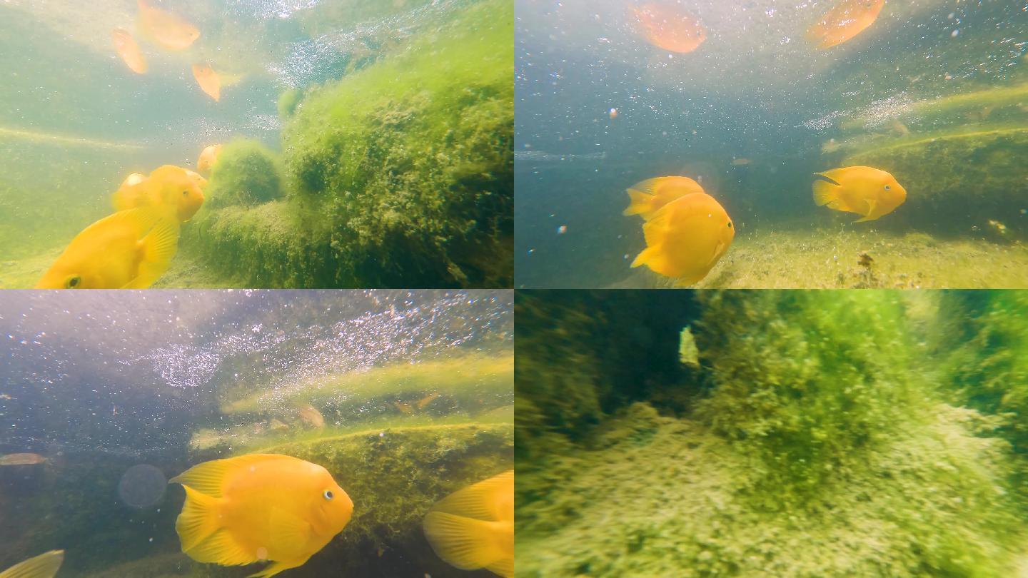 4K水下潜水拍摄鱼类小黄鱼、水草
