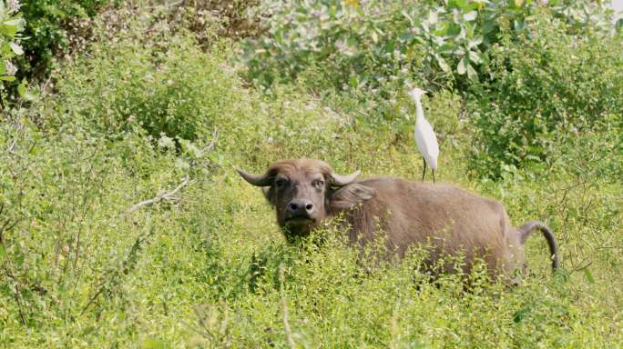 白鹭站在水牛背上家养水牛观看自然