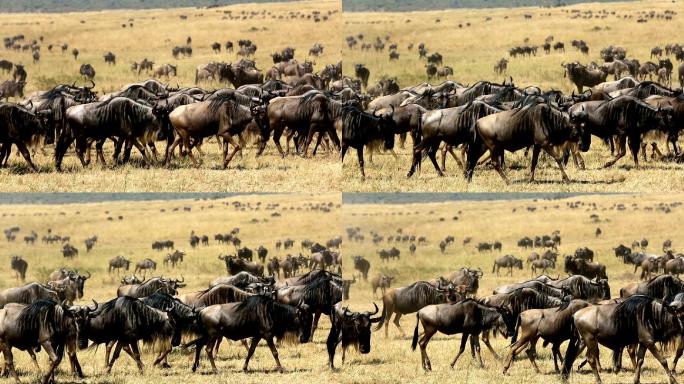 肯尼亚的牛羚大迁徙