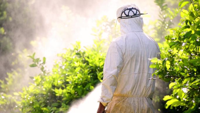 一名男子负责种植柠檬树，喷洒生态杀虫剂。