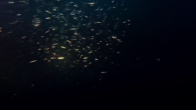 发光的鱼群