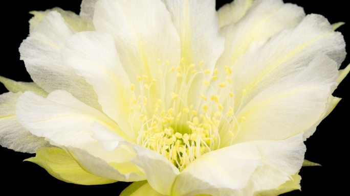 盛开的仙人掌的花白色