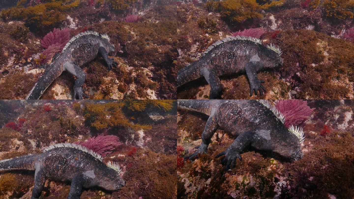 加拉帕戈斯海鬣蜥