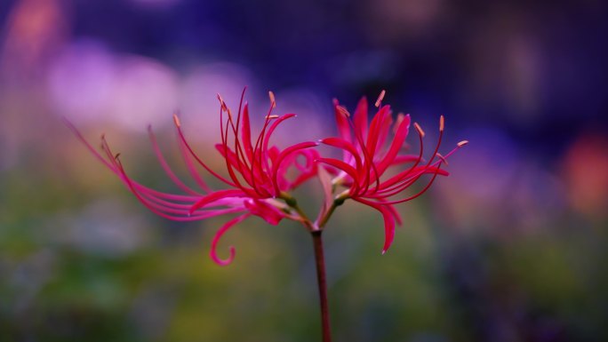 4k彼岸花花开特写