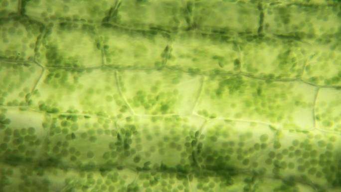 植物细胞