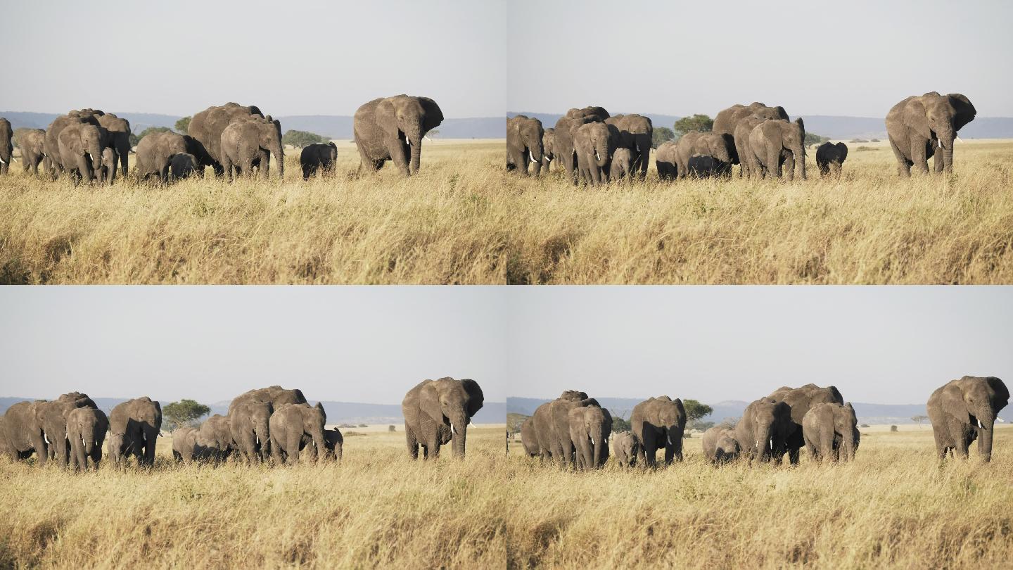 塞伦盖蒂大象群群居走近科学科普