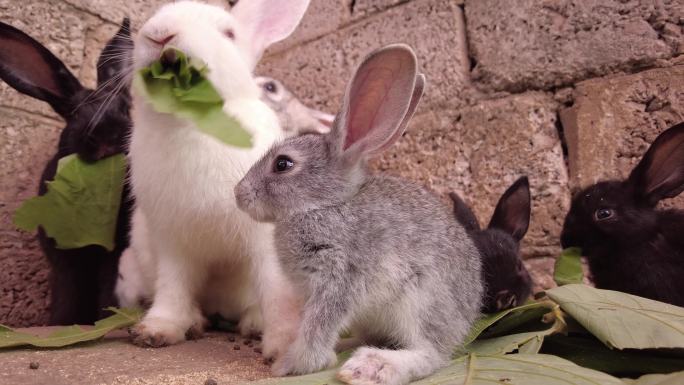 小灰兔 可爱的兔子