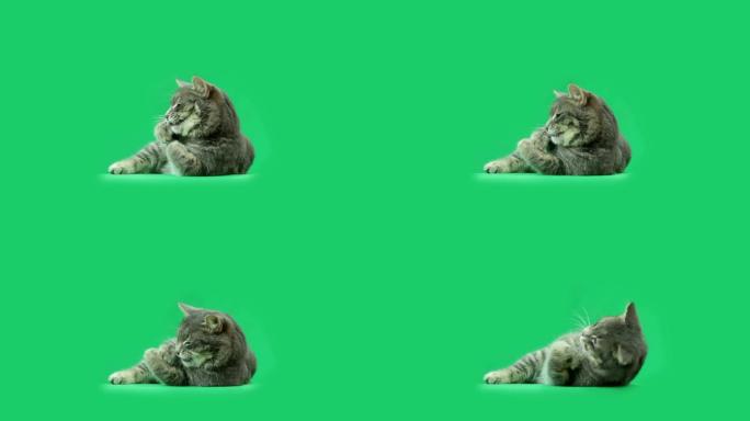猫正在吃东西绿色背景猫科动物