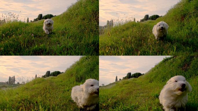 小白狗在草地上奔跑