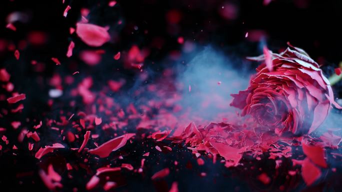 冻结的红玫瑰在黑色表面破碎