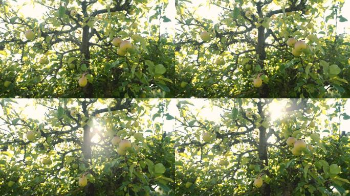 4K苹果树阳光果园果实成熟