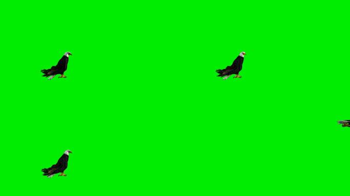 绿色屏幕上的老鹰