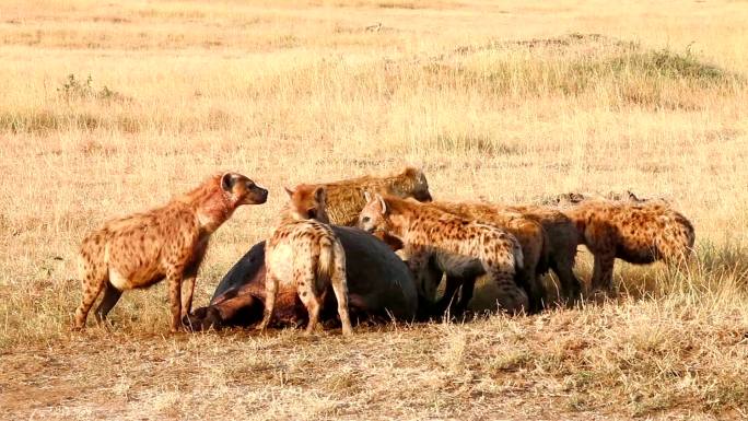 鬣狗捕猎狩猎非洲二哥