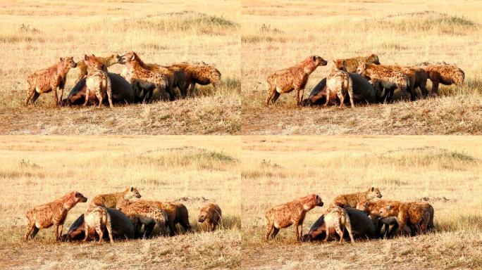 鬣狗捕猎狩猎非洲二哥