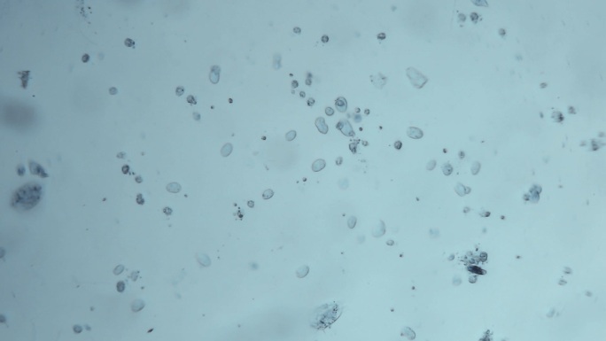 微生物背景新冠病毒细菌细胞微生物真菌