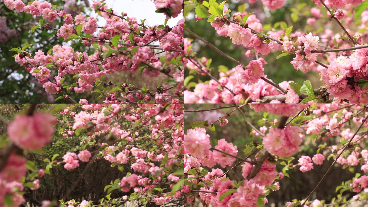 春天红花与绿叶花朵绽放唯美意境镜头F