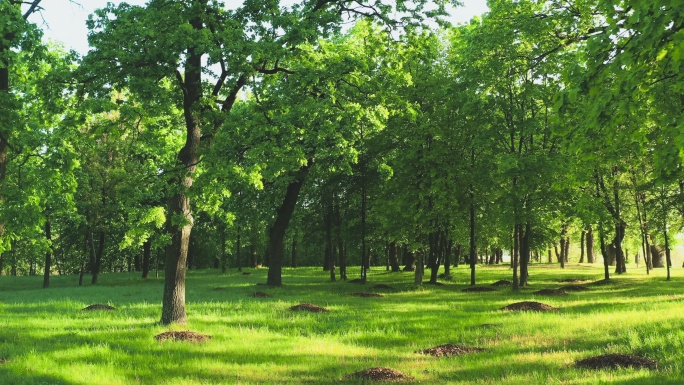 夏日绿树成荫的城市公园