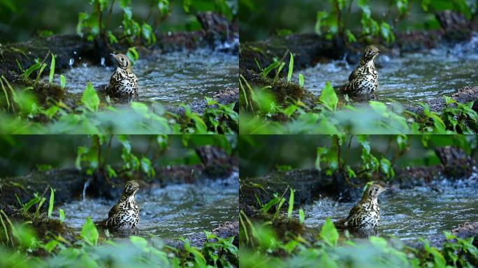 实拍鸣声似笛音：野生鸟类宝兴歌鸲溪水嬉水