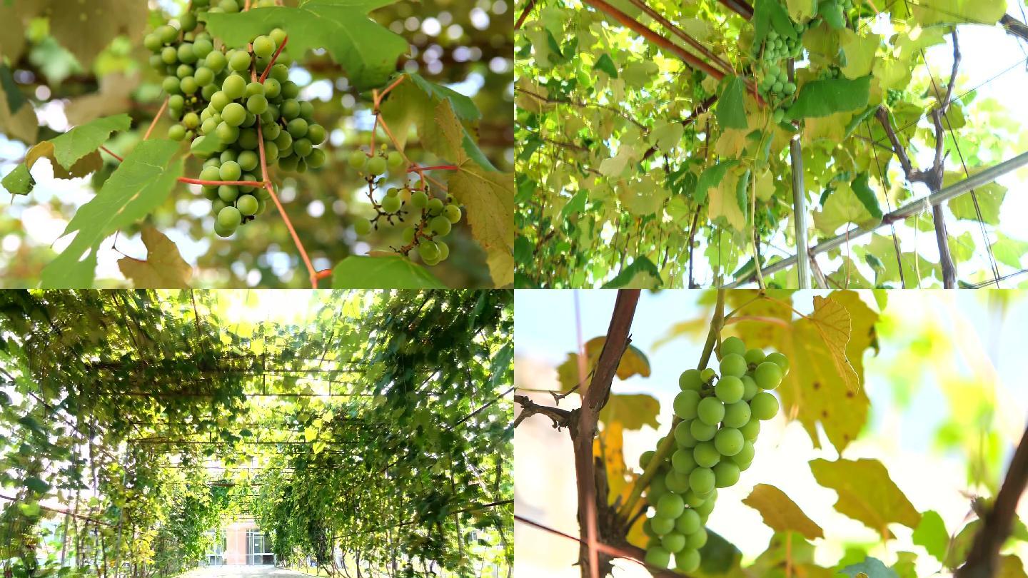 丰收视频 葡萄园 葡萄园采摘 中国葡萄 葡萄熟了 葡萄生长过程 采摘