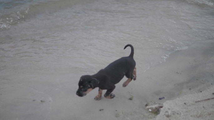 海边的小狗