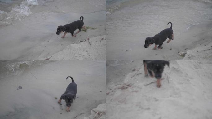 海边的小狗