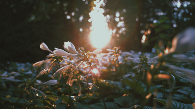 [原创】阳光透过花朵