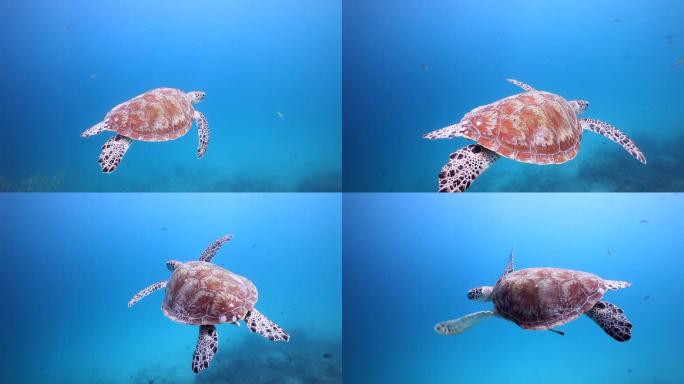 绿海龟深海保护环保视频素材