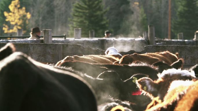 牛在分类栏中等待运输到市场