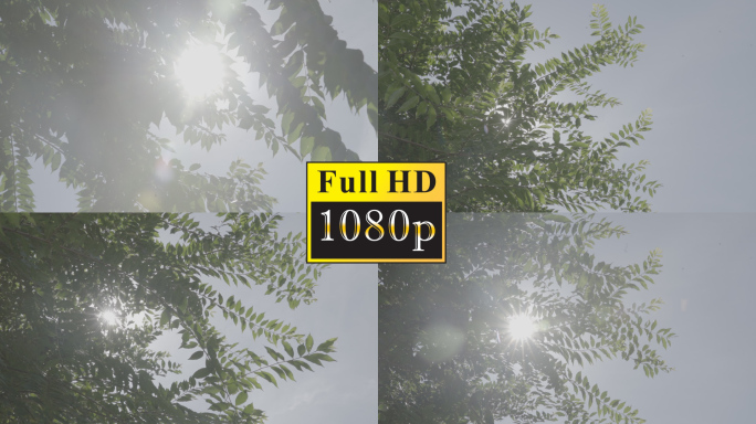 树林光影【1080p】
