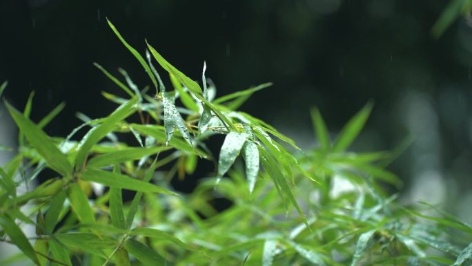 下雨中的竹子竹叶