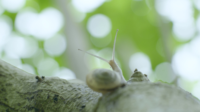 森林树上爬行的蜗牛