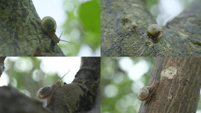 森林树上爬行的蜗牛