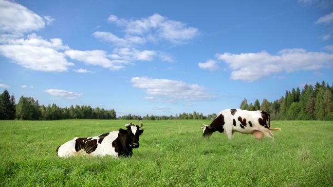高清：奶牛在草地上吃草。