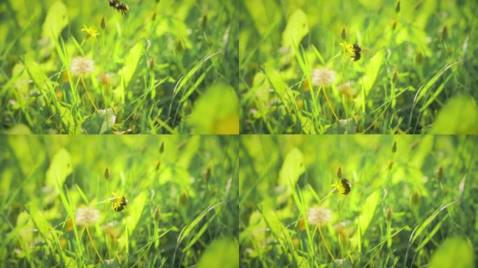 高速拍摄辛勤劳动采蜜的蜜蜂