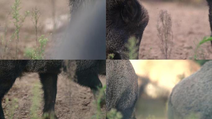 野猪特写镜头野猪养殖