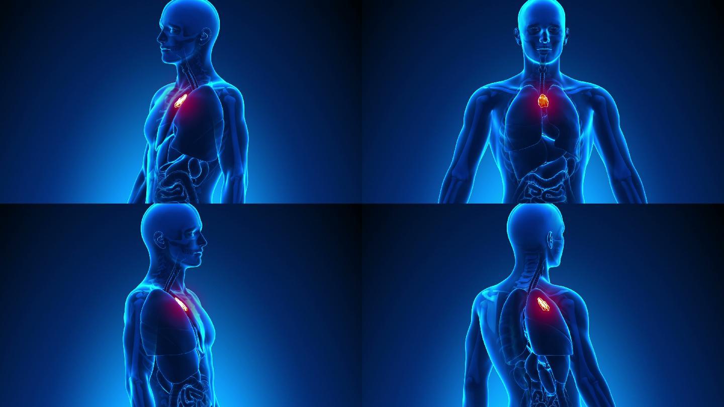 男性解剖学-人类胸腺扫描